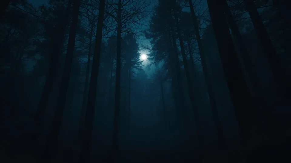 Dark forest with moon light and fog